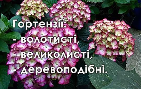Саджанці гортензій — обрати та замовити з доставкою Саджанці гортензій — каталог Vinograd-Loza, доставка по Україні