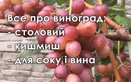 Саджанці винограду — обрати сорт і замовити з доставкою Саджанці винограду — каталог сортів Vinograd-Loza, доставка по Україні